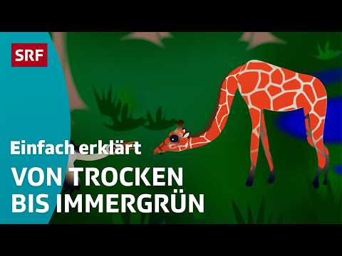 The Subtropics | The Earth's Five Climate Zones Explained Simply | Children's Videos | SRF Kids